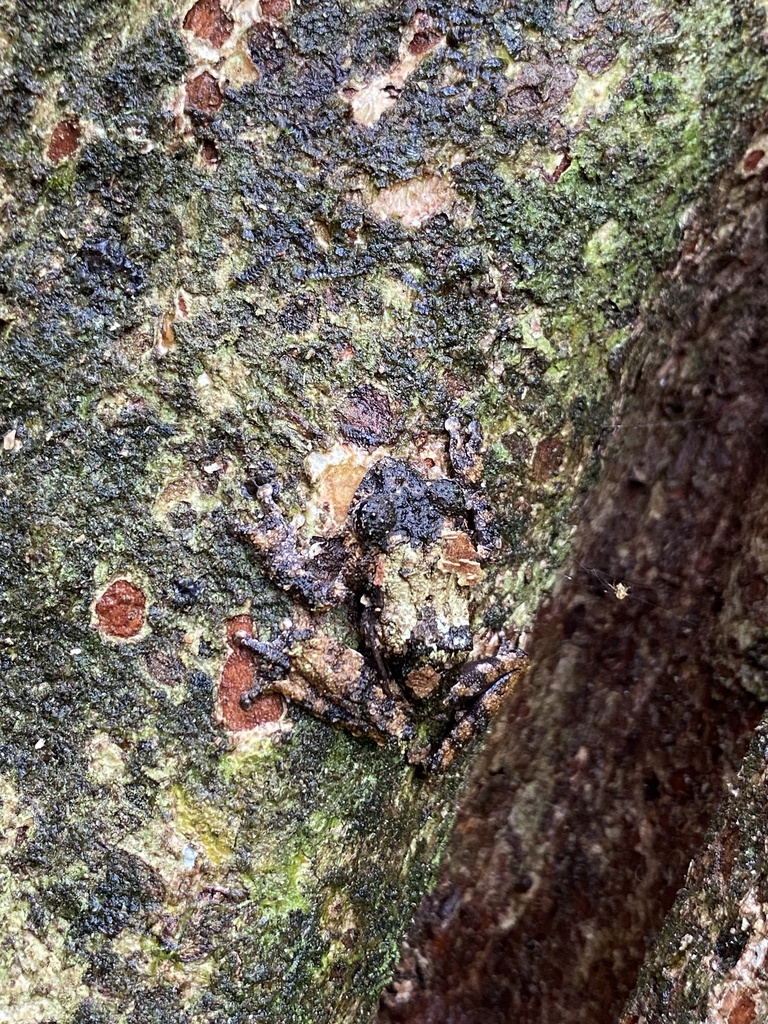 Keira's Bush Frog