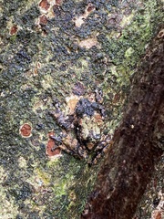 Keira's Bush Frog photo 1