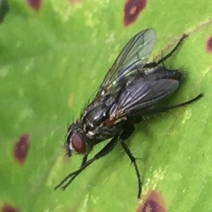 Rhinophoridae