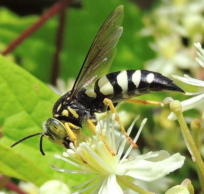 Bicyrtes quadrifasciatus (Delaware State Bees and Allied Wasps ...