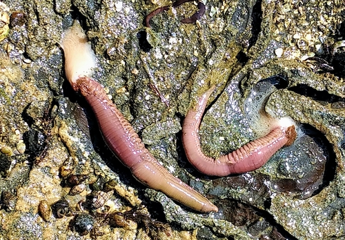 Neoamphitrite robusta