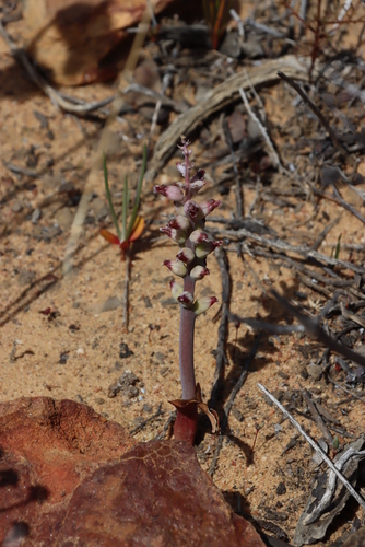Image of Lachenalia suaveolens by (c) Tony Rebelo, some rights reserved (CC BY-SA)