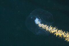 アイオイクラゲ