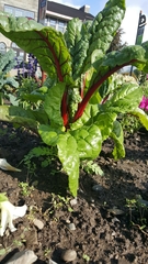 Beta vulgaris cicla