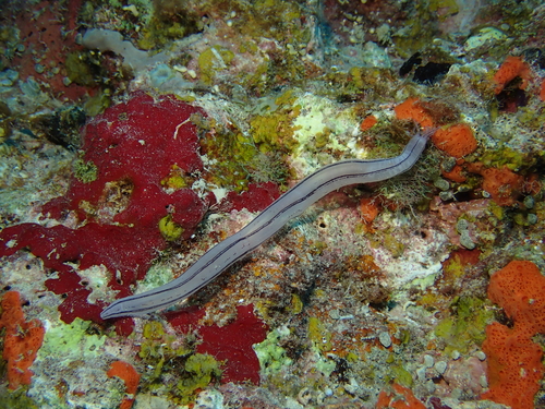 Synaptula lamperti observed 2024-10-30