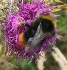 Bombus lapidarius