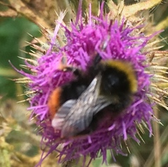 Bombus lapidarius