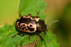 Calligrapha diversa