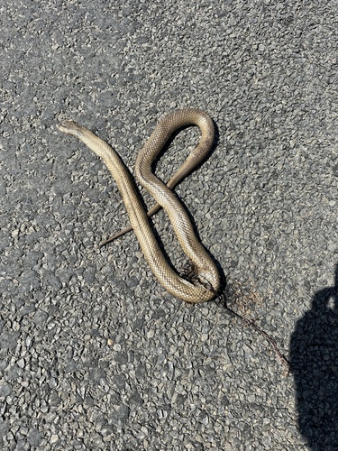 Eastern Brown Snake sighting