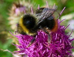 Bombus lapidarius