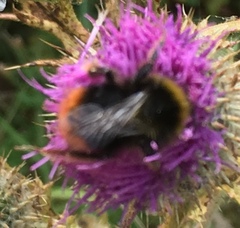 Bombus lapidarius