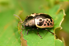 Calligrapha diversa