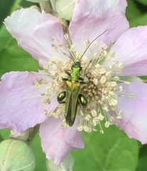 Oedemera nobilis