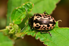 Calligrapha diversa