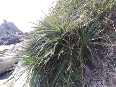 Dyckia encholirioides