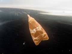 Cenopis diluticostana