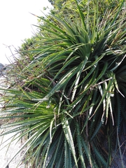 Dyckia encholirioides