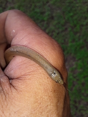 Haldea striatula
