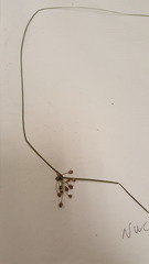 Juncus effusus pylaei