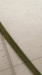 Juncus effusus pylaei