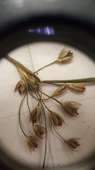 Juncus effusus pylaei