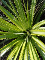 Dyckia encholirioides