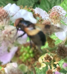 Volucella pellucens
