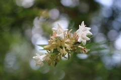 Abelia × grandiflora
