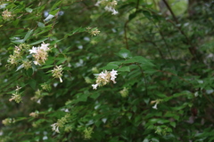 Abelia × grandiflora