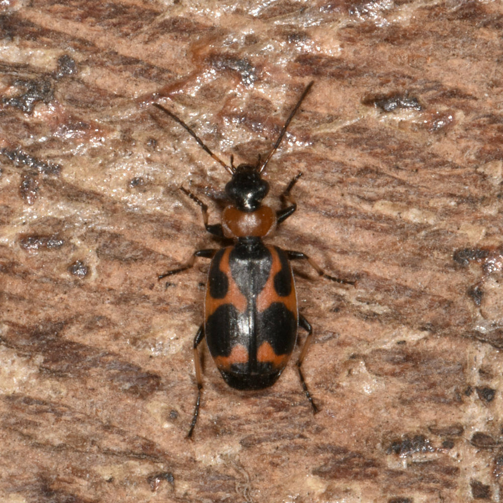 Lebia trisignata