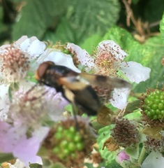 Volucella pellucens