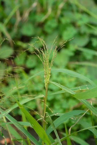 Image of Panicum bisulcatum by (c) WATANABE Hitoshi 渡辺仁, some rights reserved (CC BY)