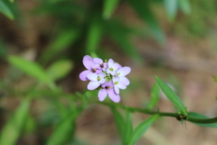 Iberis