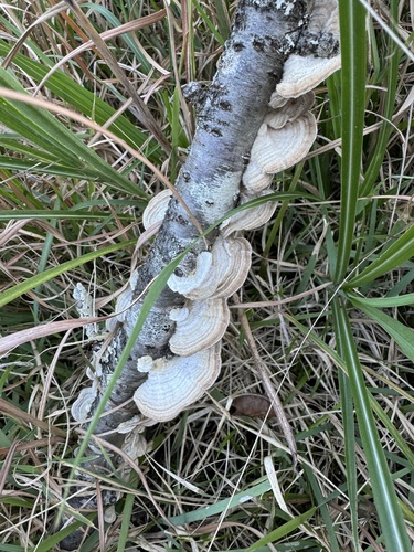Trametes betulina