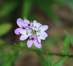 Iberis