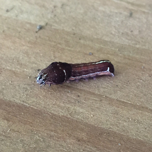 Wedgling Moth, photo 2 of 10