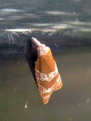 Cenopis diluticostana