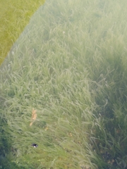 Caulerpa prolifera