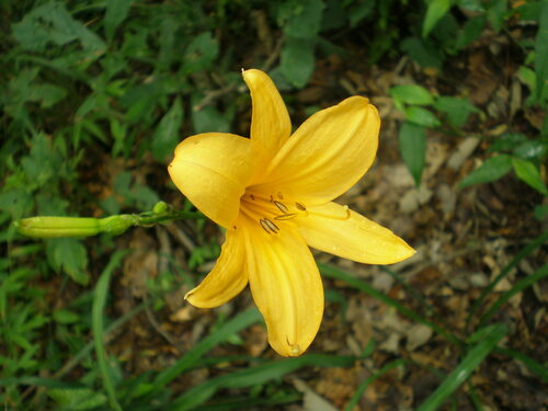 Hemerocallis hakuunensis iNat (3)