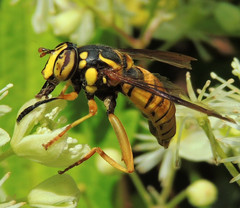 Spilomyia alcimus