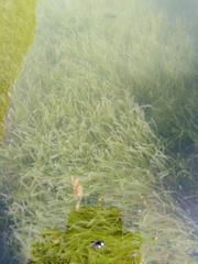 Caulerpa prolifera