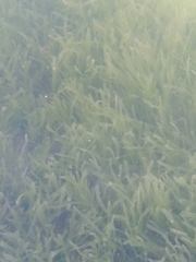 Caulerpa prolifera
