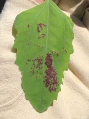 Norvellina chenopodii