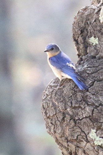 Eastern Bluebird photographed in Arizona