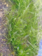 Caulerpa prolifera