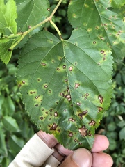 Cercospora moricola