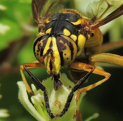 Spilomyia alcimus