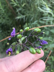 Solanum dulcamara