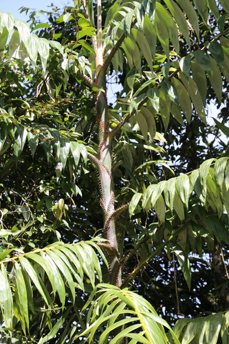 Calamus inermis