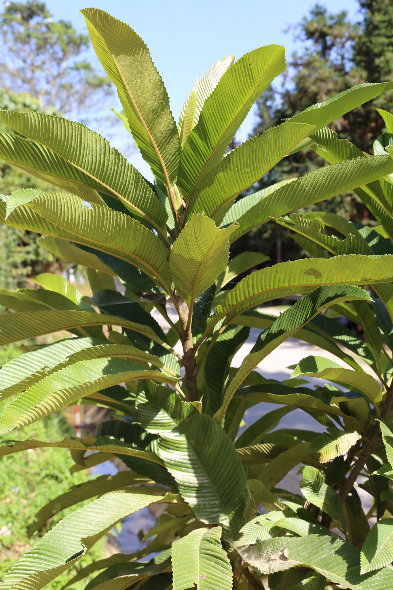 Dillenia indica (Dillenia indica)